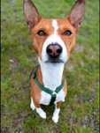 TACO basenji do adopcji