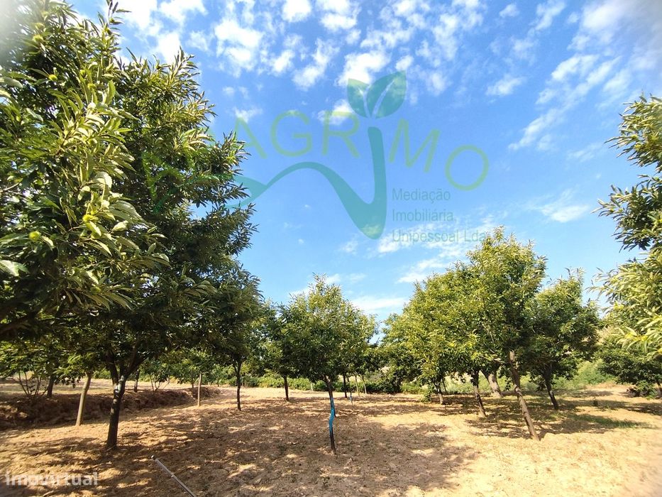 Terreno com castanheiros em Penela da Beira