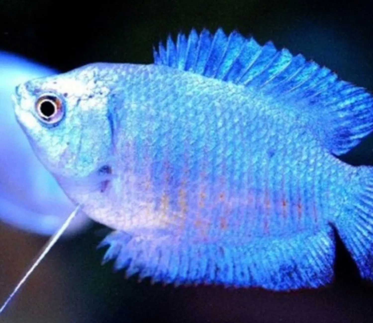 Prętnik karłowaty - niebieski ELECTRIC BLUE - SAMCE XL - dowozimy