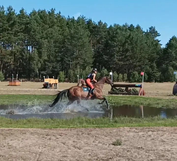 Klacz do hodowli/koń profesor