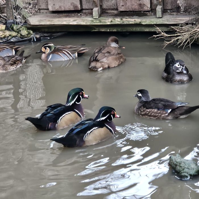 Kaczki karolinki standard