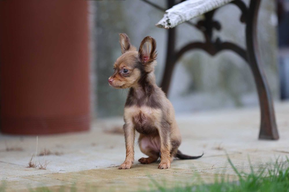 Rosyjski toy długowłosy śliczna  suczka