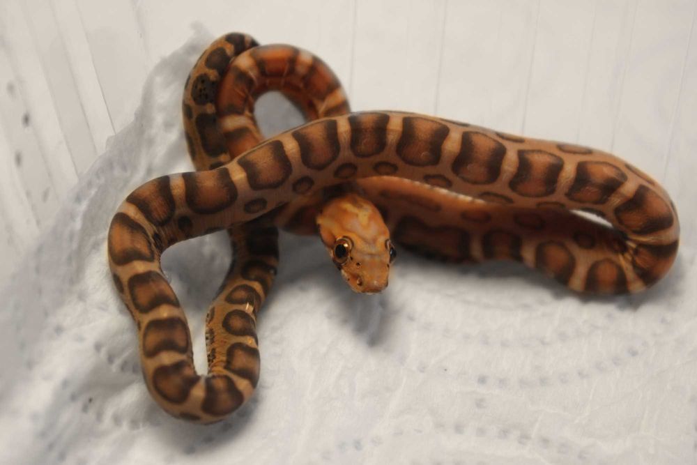 Scaleless Wąż zbożowy unikat rarytas samiec