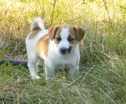 Jack Russell Terrier- suczka gładka