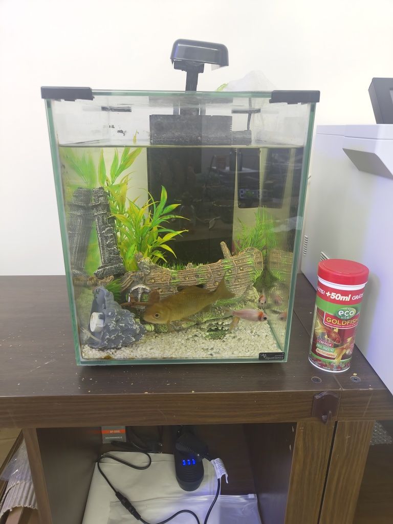 Aquário 40l com ou sem peixes incluidos