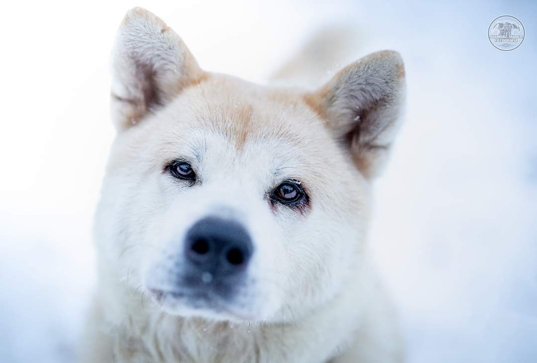 Suczka akita Manilly szuka domu