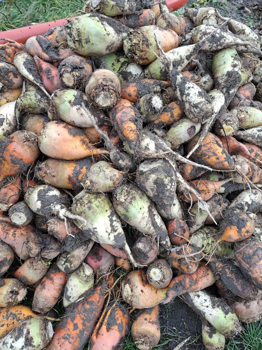 Буряк кормовий, морква