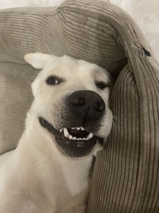 Лабрадор шукає подружку! Вʼязка.