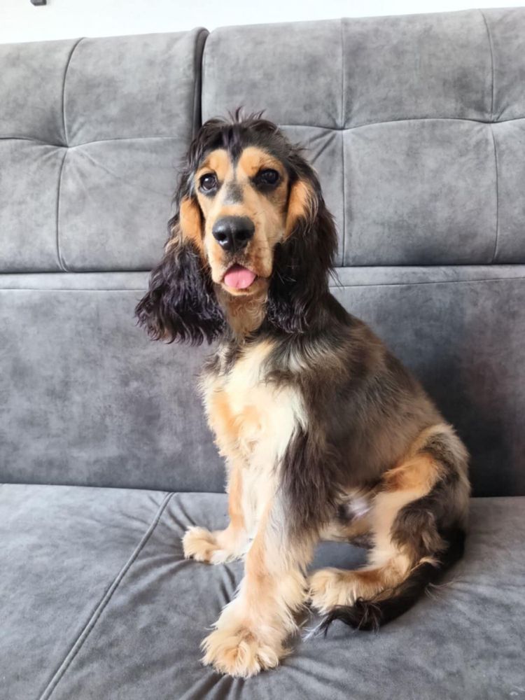 Cocker spaniel angielski piesek kolor sobolowy