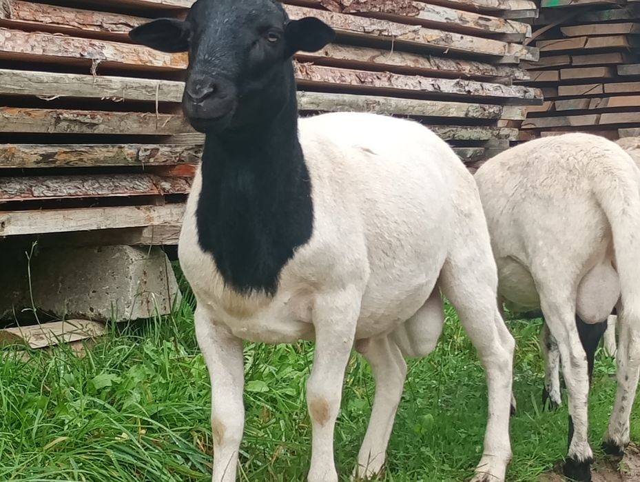 Na sprzedaż barany dolpery -rozpłodniki