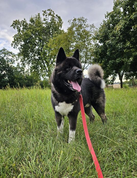 Akita Amerykańska Reproduktor