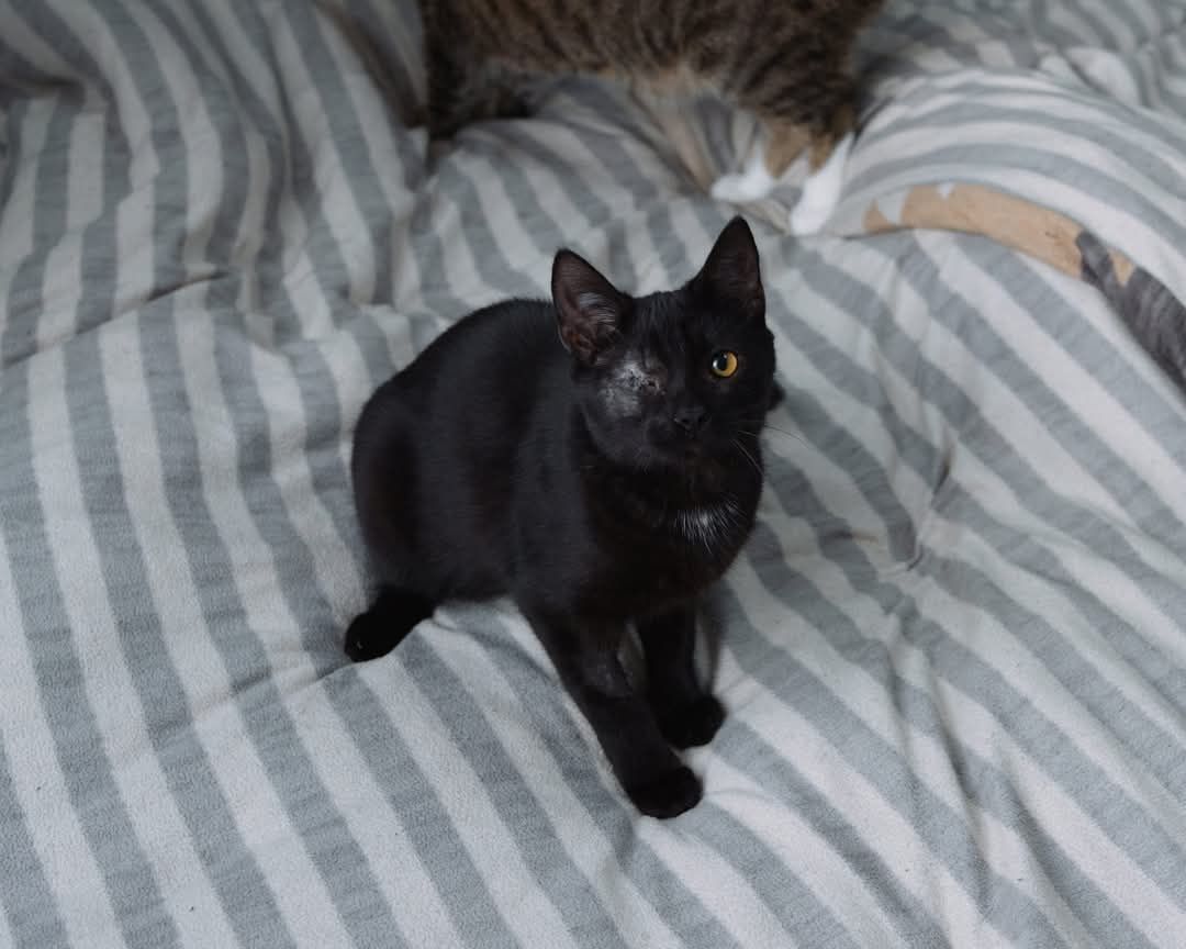 Sztajger kotek jednooczek czarny szuka domu adopcja kot adoptuj