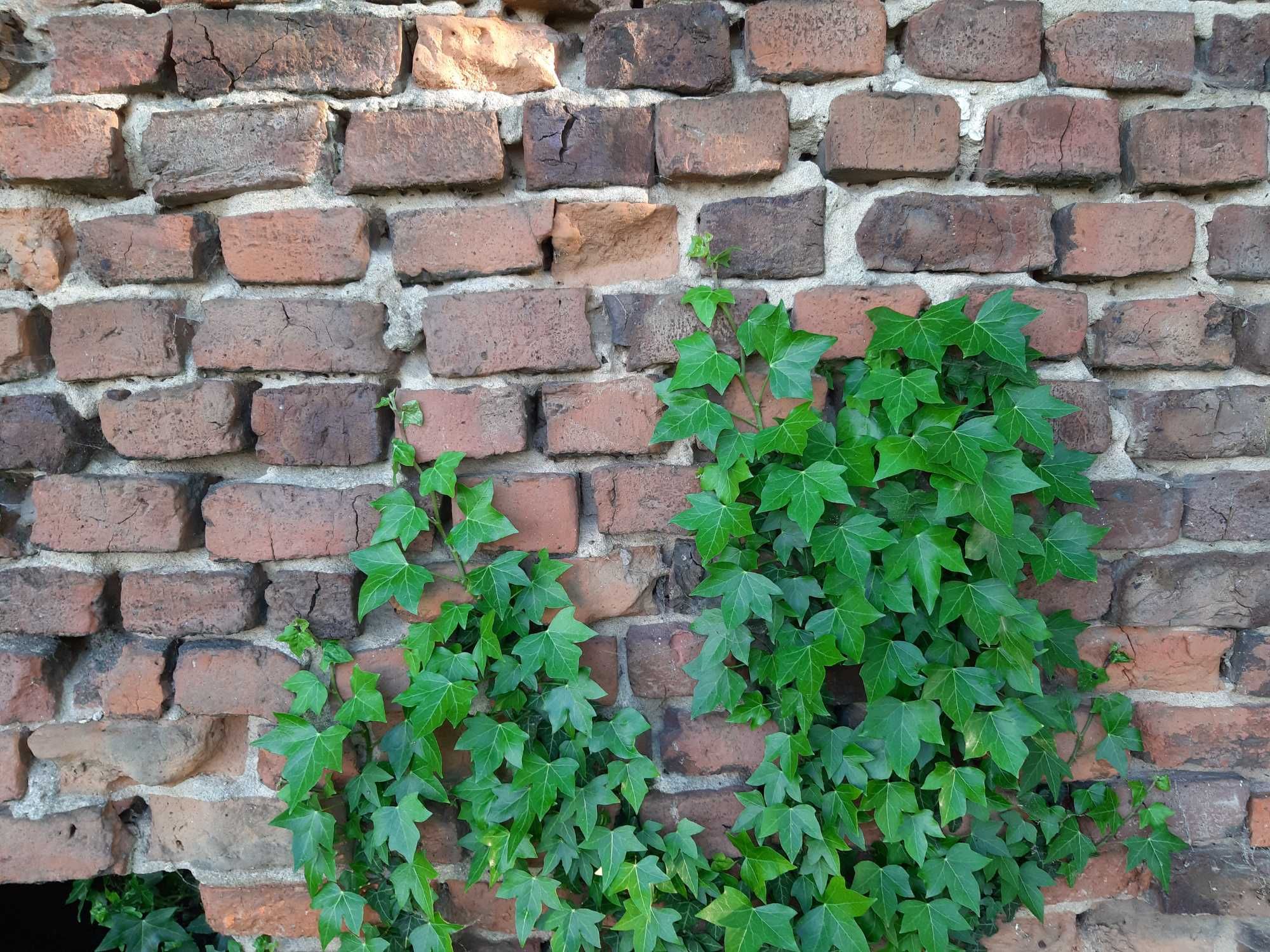 Bluszcz pospolity hedera helix na mur siatkę skarpę