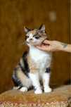 Марпл, 5 лет, кошечка. Яркая трехцветная кошечка