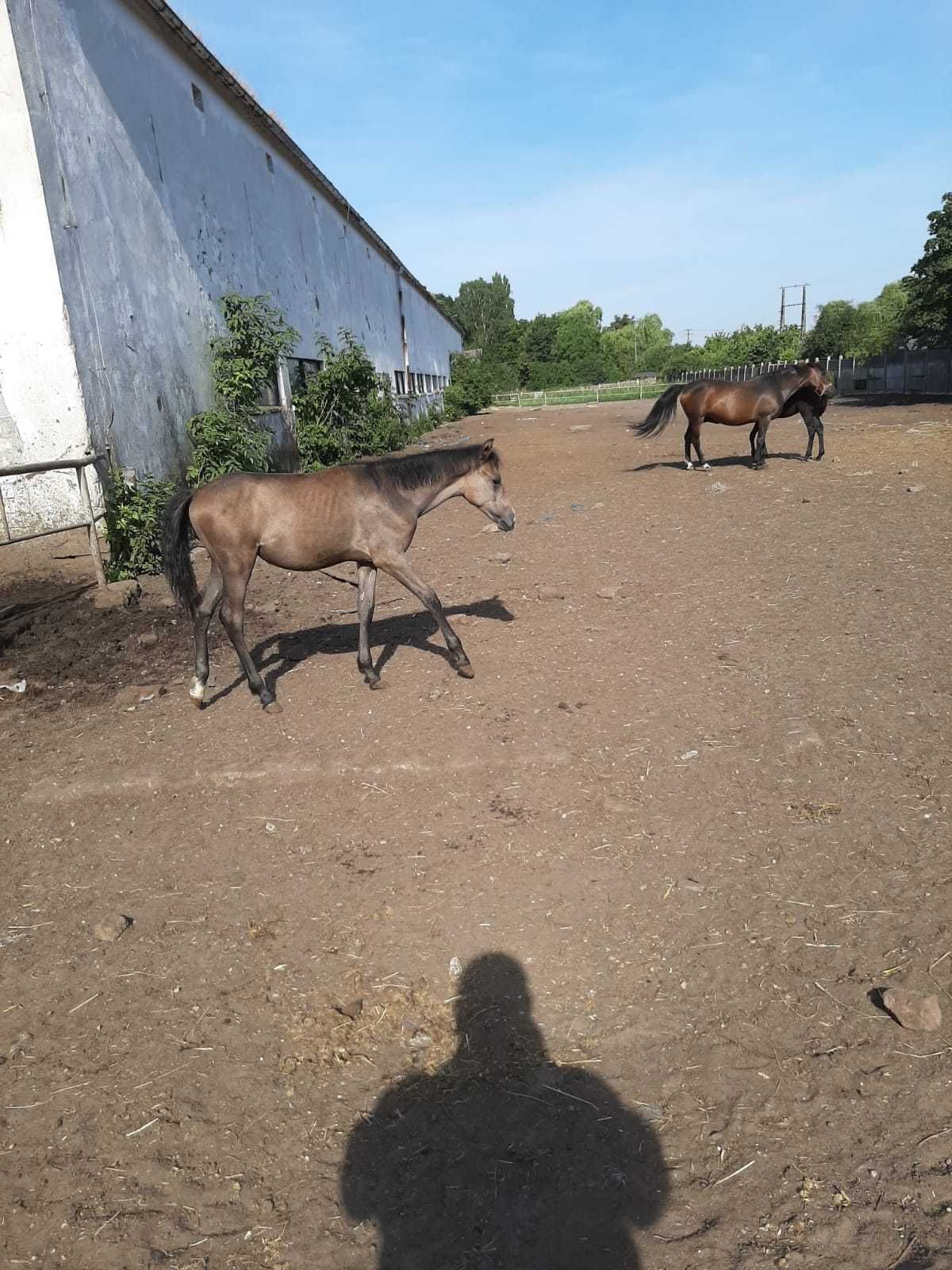 Sprzedam konie po ogierze Corrado Boy