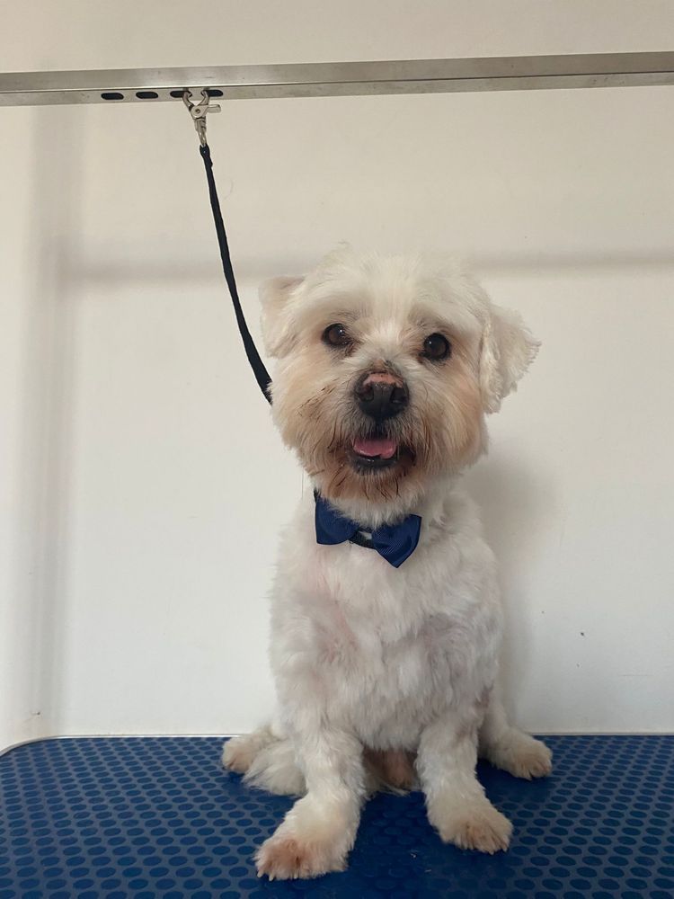 Snoopy - 7 anos, xCaniche