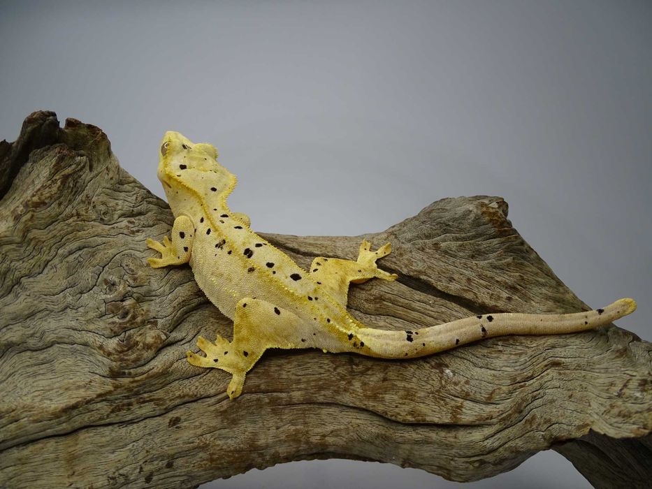 Gekon Orzęsiony samica Dalmatian
