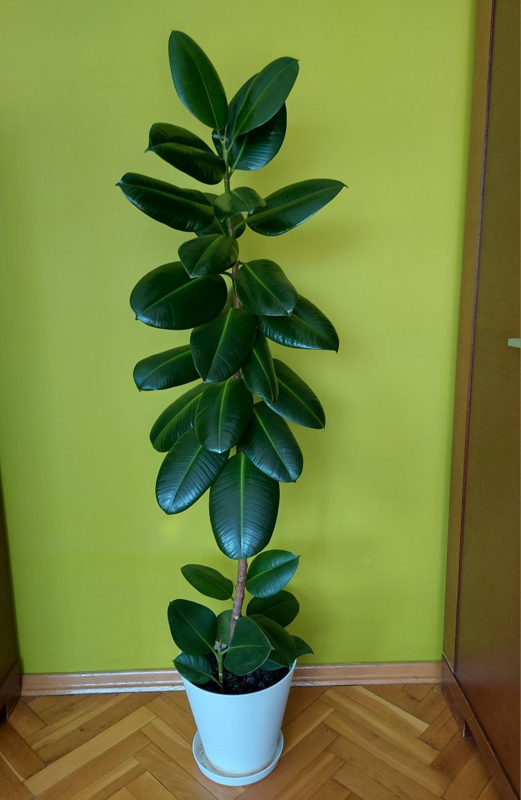 Wysoki fikus sprężysty 130cm