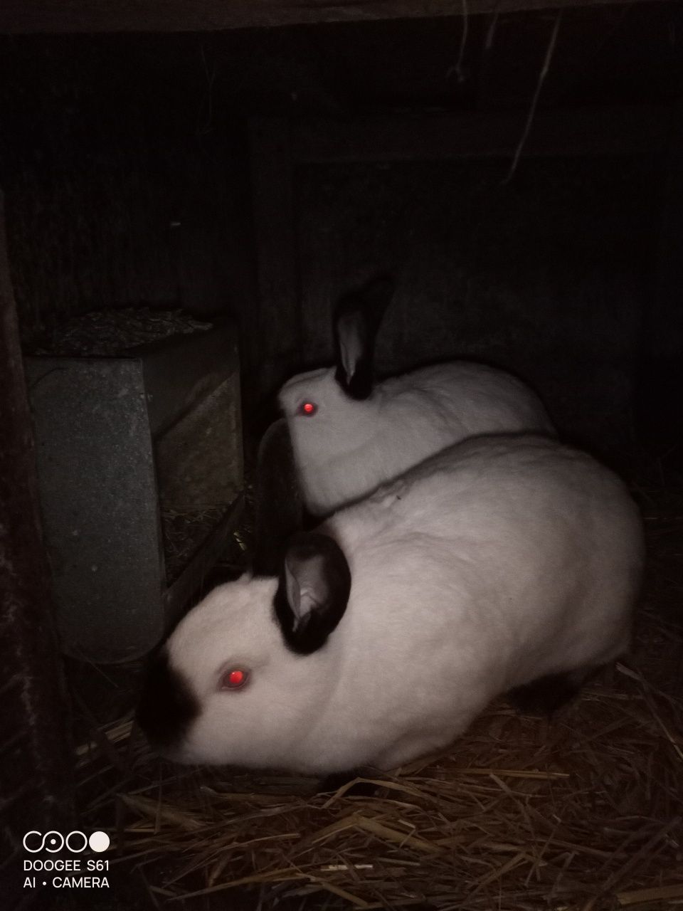 Króliki Kalifornię Czarną