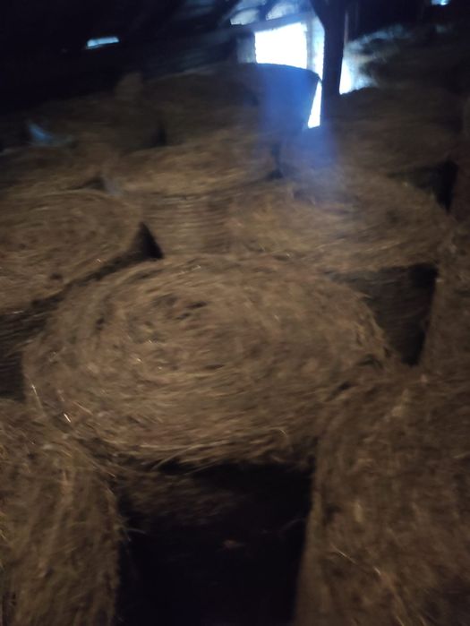 Siano sezon 2024 bele 120x120 prasa pasowa