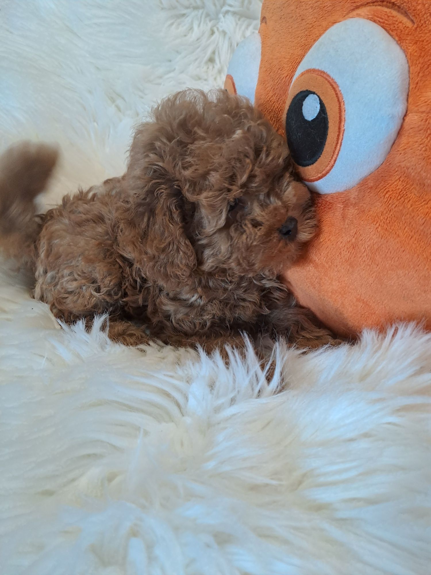 **LILO**pudel toy/miniatura red - zarezerwowany