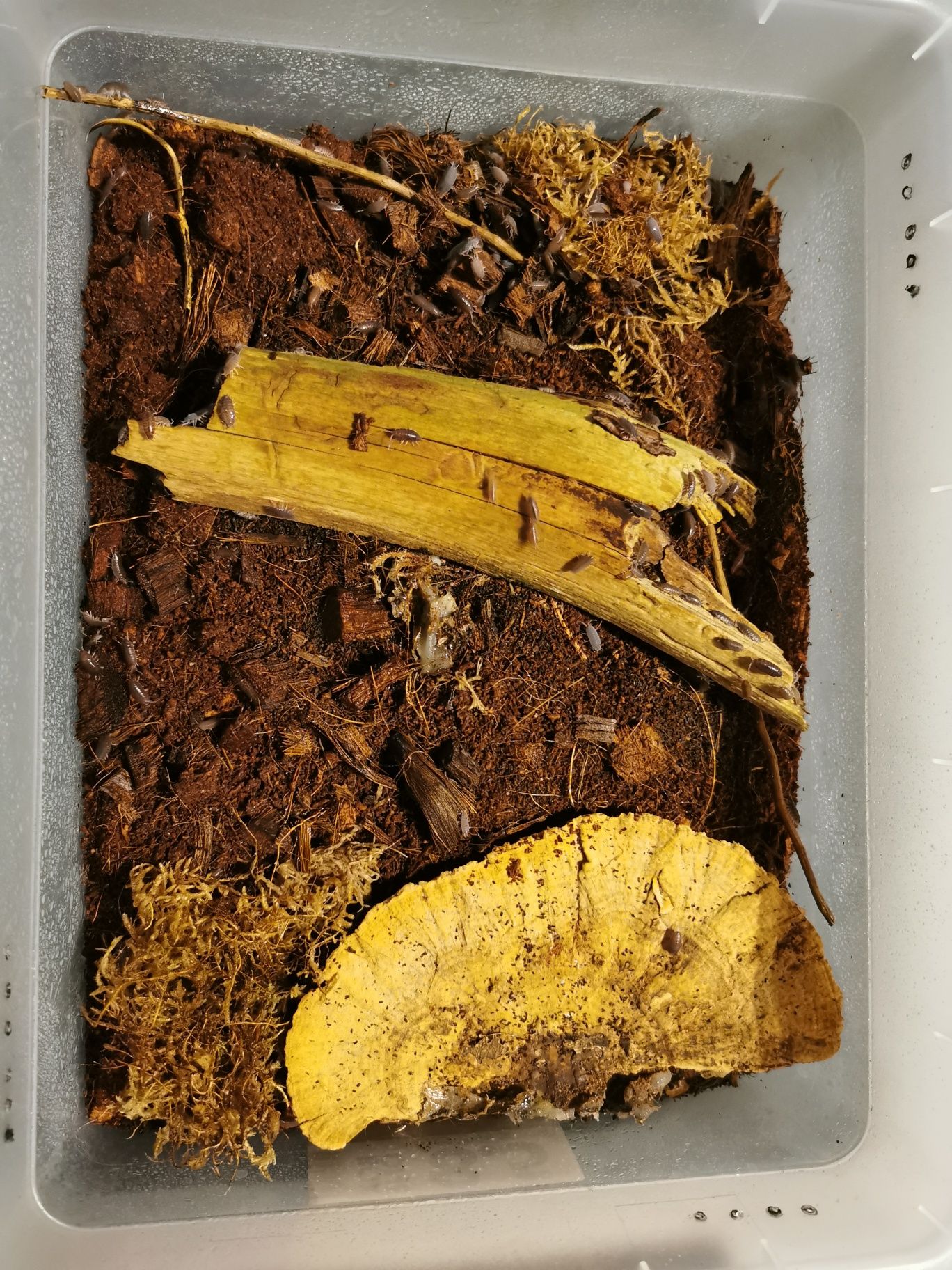 Isopody Porcellionides pruinosus 'Powder Blue'