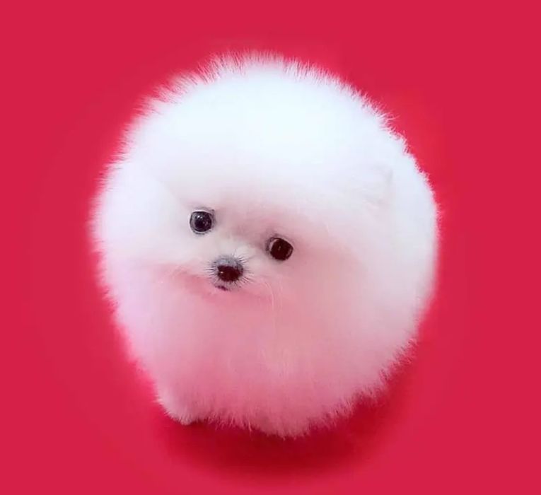 Померанський шпіц міні,суперміні.Білий,крем,рижі. Тайські,Корейські кр