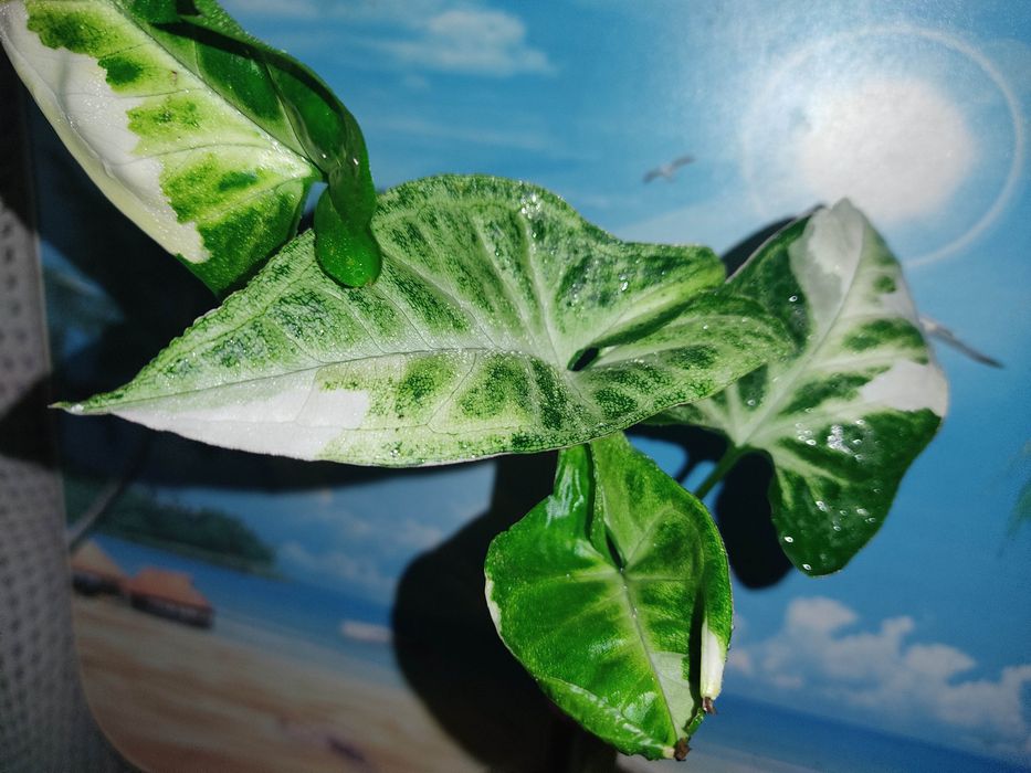 сингониумы  25 сортов, клубничный лед и др