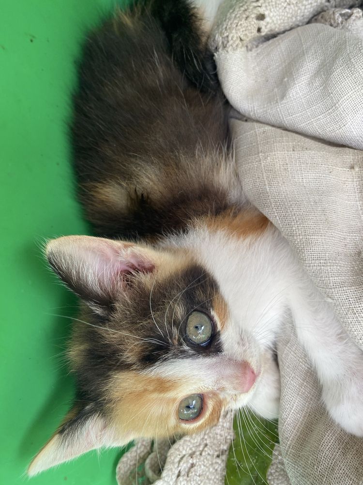 Котята 3 місяці хлопчик і дівчинка