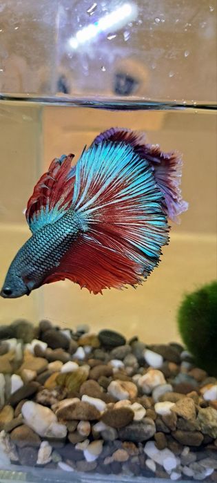 Повний акваріумний набір з рибкою Betta Півник - Супердельта