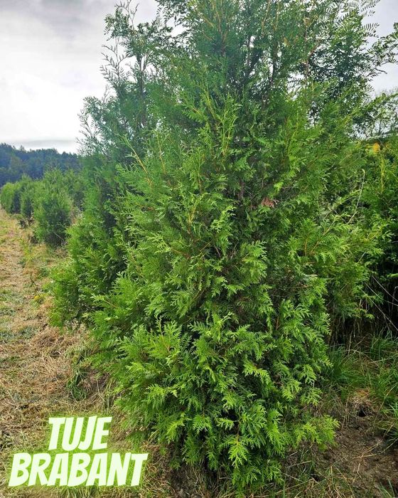 Tuja Brabant 250 , 220 cm SADZIMY (dostawa GRATIS cały kraj)