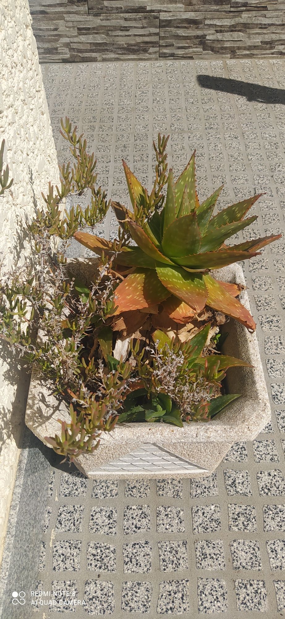 Vendo vaso com plantas