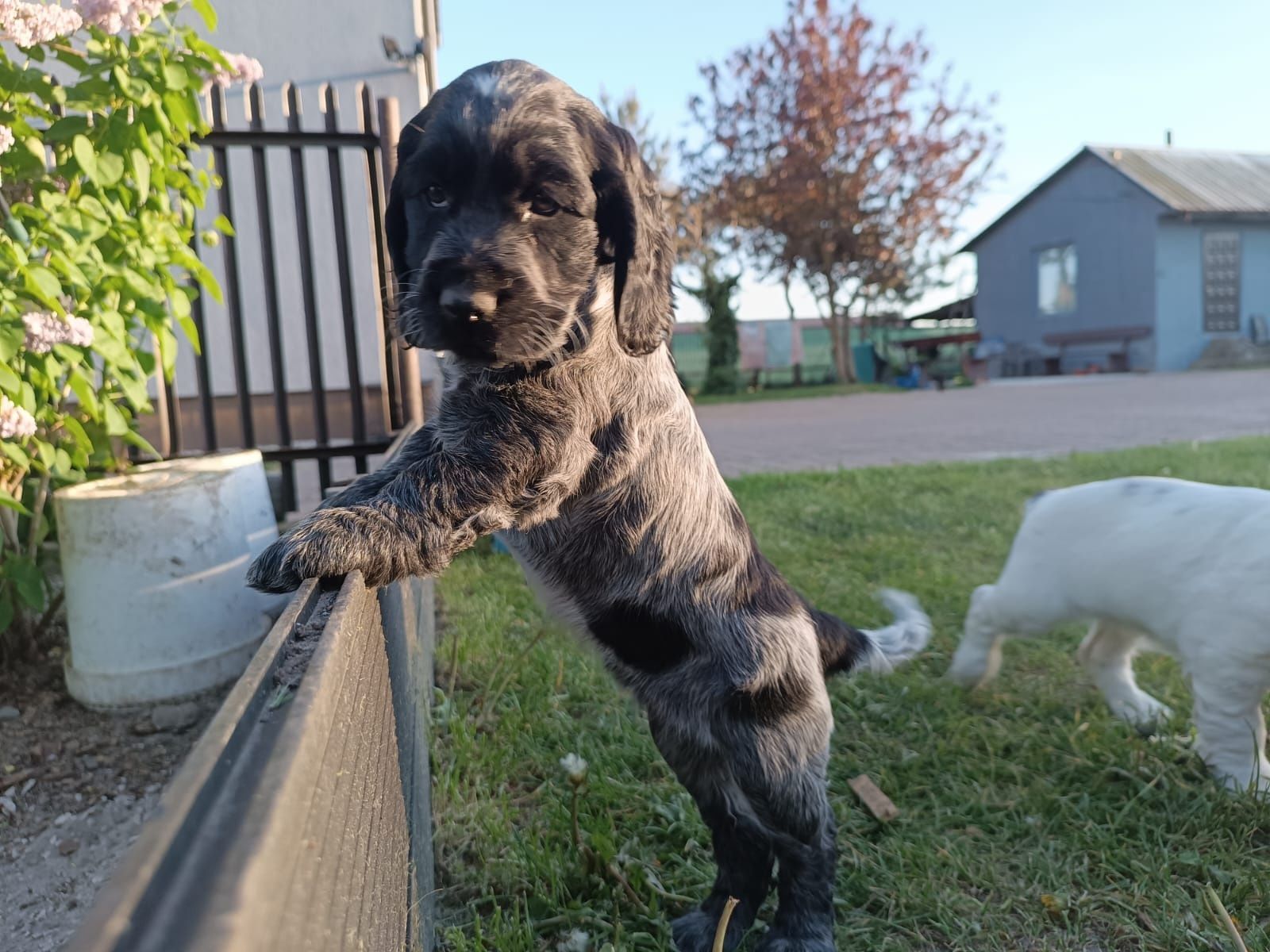 Cocker Spaniel Angielski Dziewczynka