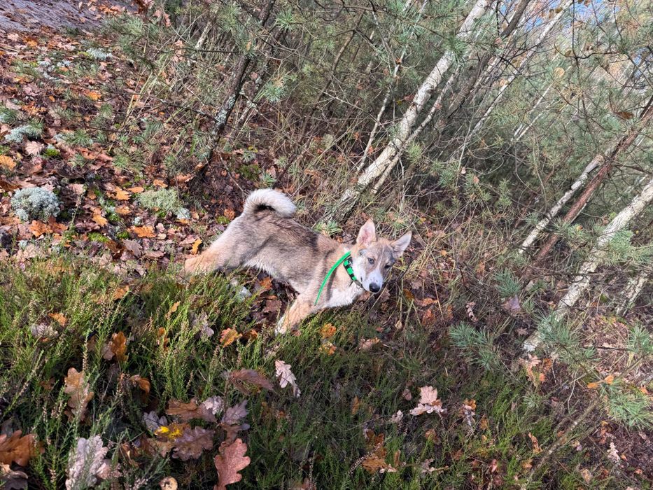 Łajka Zachodnio-Syberyjska