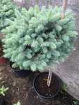 Świerk srebrny na pniu (picea pungens glauca globosa)