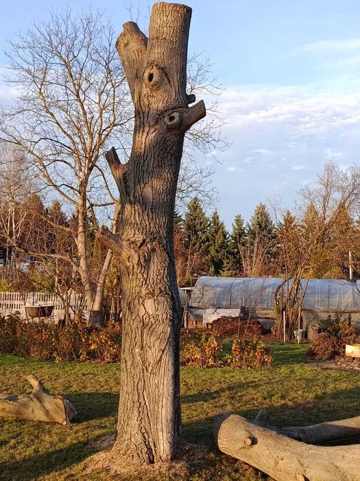 Pień orzecha włoskiego.