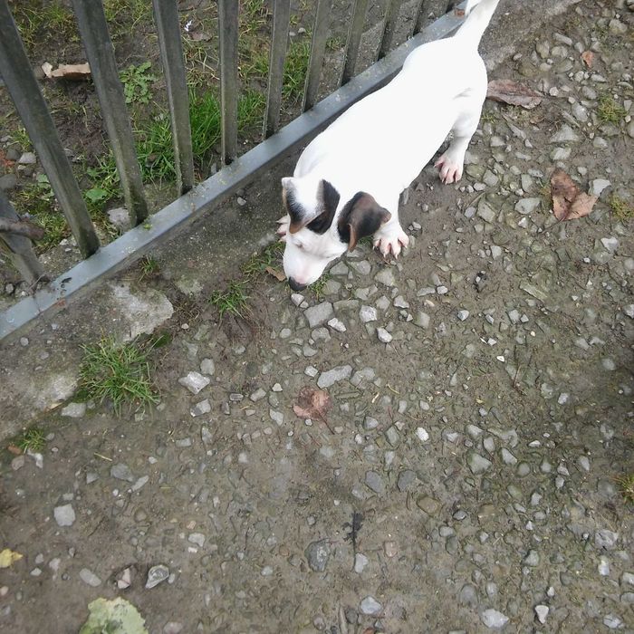 Jack Russell Terrier piesek