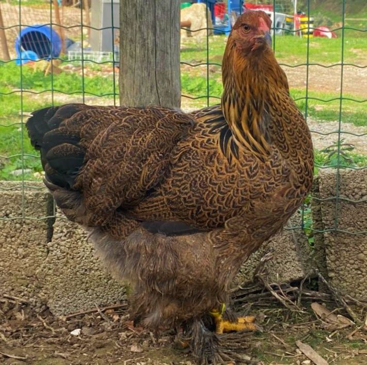 Brahmas Perdiz dourada e azul