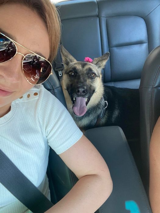 Собака у добрі руки метис вівчарки