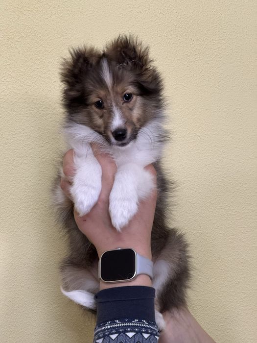 Owczarek szetlandzki sheltie szczenię ZKwP FCI