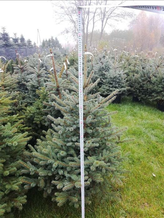 Srebrny  świerk do ogrodu.  100cn-130cm