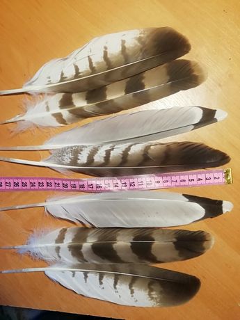 Орлиное перо длиное крыло хвост перья хищных птиц орла ястреба сокола