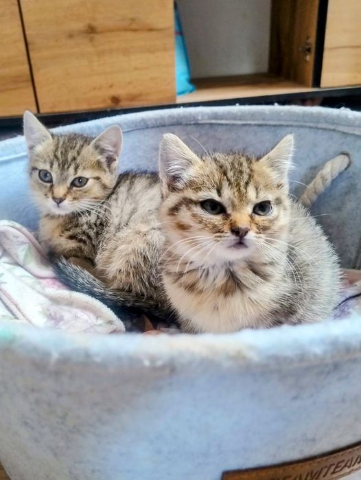 Kiki i Mini to maluszki wyrwane śmierci,adoptuj,dwupak,tygrysice,kotki