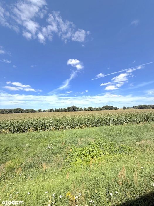 Działka budowlana Sulów (gm. Milicz) – 39,2 ara pod dom lub inwestycję