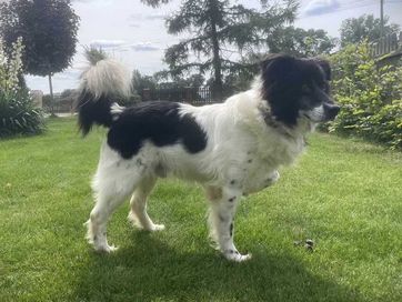 Cudowny Buzer w typie border collie szuka domku