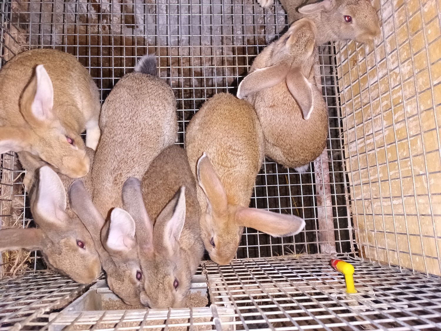 Coelhos Gigantes em adultos 6 a 9 kg