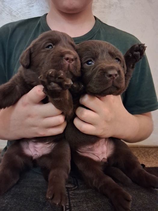 Шоколадные щенки лабрадора