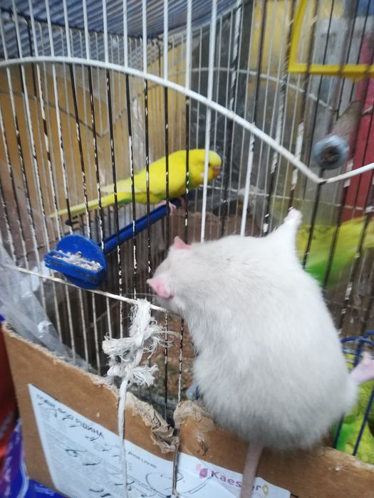 Крыски лариски  ручные