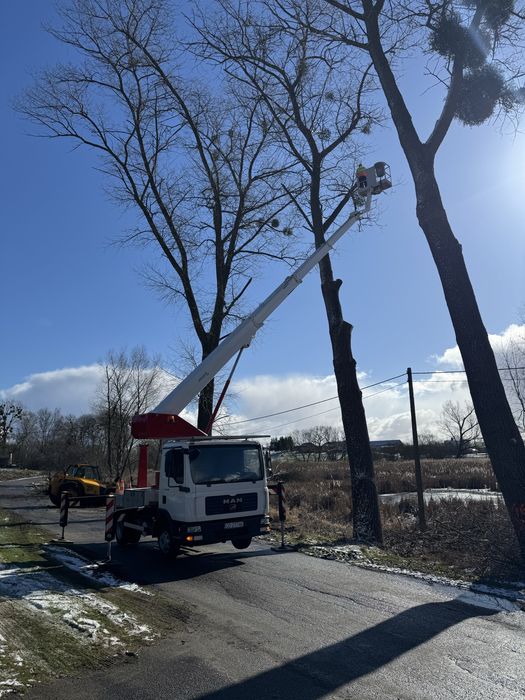 Wycinka i Przycinanie Drzew / Tui z podnośnika koszowego - Pruszcz Gd.