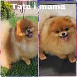 Szpic miniaturowy pomeranian FCI